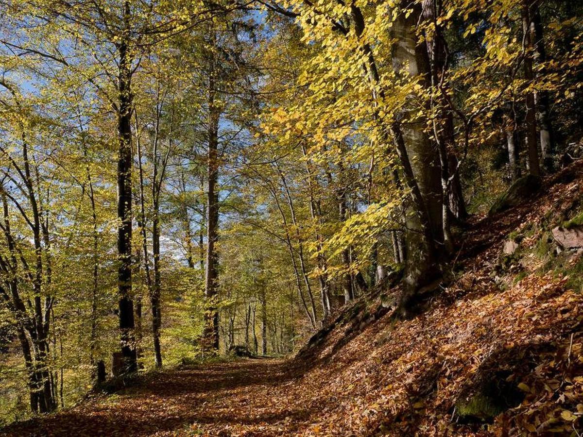 Haus Zur Bienenweide Daire Schömberg Dış mekan fotoğraf